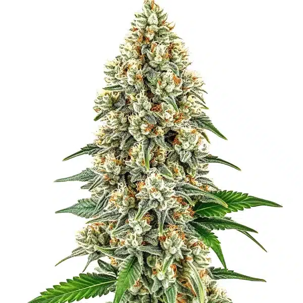 Cinderella 99 strain with compact, trichome-rich buds and vibrant green leaves.