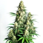 Sugary buds of Cream Candy Auto with orange pistils and green tones