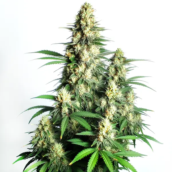 Sugary buds of Cream Candy Auto with orange pistils and green tones