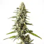 Cream Caramel strain with dense, sugar-coated buds and dark green leaves.