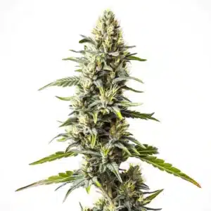 Cream Caramel strain with dense, sugar-coated buds and dark green leaves.