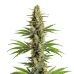 Critical 2.0 strain with large, resinous buds and deep green leaves.