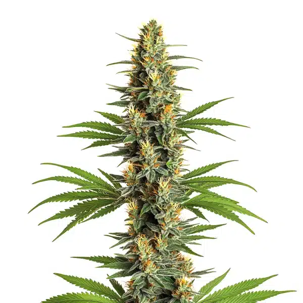 Critical 2.0 strain with large, resinous buds and deep green leaves.