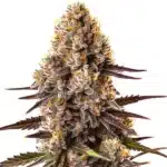 Critical Bilbo plant with dense lime-green buds and broad, vibrant leaves.