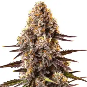 Critical Bilbo plant with dense lime-green buds and broad, vibrant leaves.