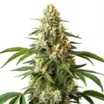 Critical Blue strain with dense, trichome-rich buds and deep green leaves.