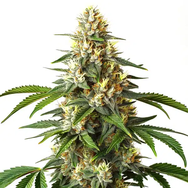 Critical Blue strain with dense, trichome-rich buds and deep green leaves.