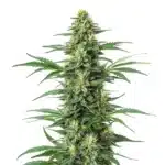 Critical Jack plant with thick green buds and bright pistils covered in trichomes.