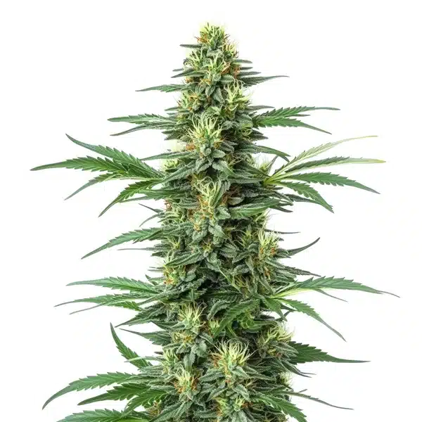 Critical Jack plant with thick green buds and bright pistils covered in trichomes.