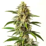 Critical Mass Auto cannabis plant with dense buds and a thick trichome layer.