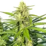 Critical Widow bud densely packed with resin and vibrant orange pistils.