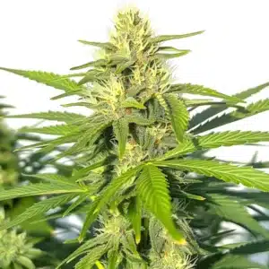 Critical Widow bud densely packed with resin and vibrant orange pistils.