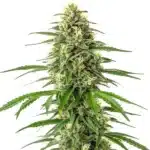 Critical x Amnesia cannabis plant with bright green buds and orange pistils.