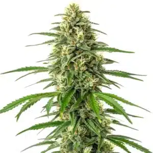 Critical x Amnesia cannabis plant with bright green buds and orange pistils.