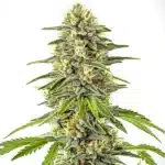 Critical x Cheese Candy cannabis with green trichome-covered buds and long pistils.