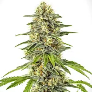 Critical x Cheese Candy cannabis with green trichome-covered buds and long pistils.