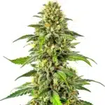 Critical x Green Crack with bright green buds, long leaves and citrus-colored pistils.