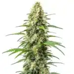 Critical x Somango plant with dense green buds and a tropical aroma.
