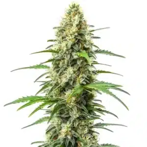 Critical x Somango plant with dense green buds and a tropical aroma.