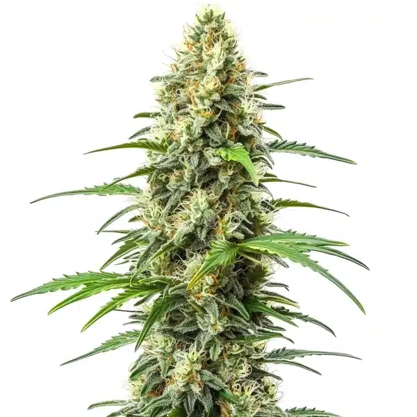 Critical x Somango plant with dense green buds and a tropical aroma.