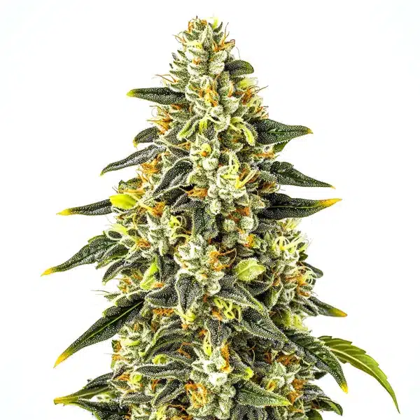 Crystal cannabis strain with tightly packed buds covered in glittering resin.