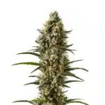 Devil XXL Autoflower with thick, frosty buds and orange pistils.