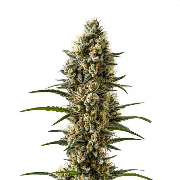 Devil XXL Autoflower with thick, frosty buds and orange pistils.