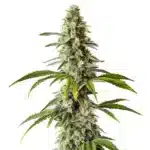 Diesel cannabis strain with dense buds and robust plant structure.