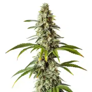Diesel cannabis strain with dense buds and robust plant structure.