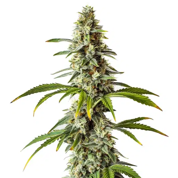 Diesel cannabis strain with dense buds and robust plant structure.