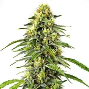 Diesel Autoflower cannabis plant with citrus-scented buds and dark green leaves.