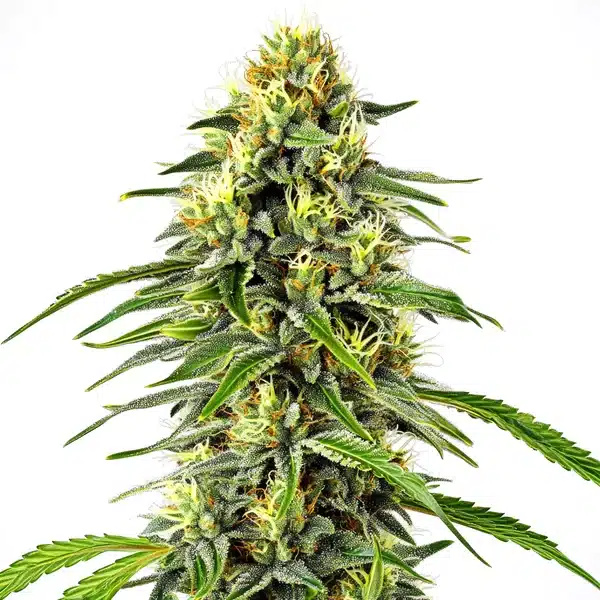 Diesel Autoflower cannabis plant with citrus-scented buds and dark green leaves.