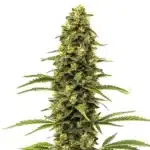 Early Skunk cola with thick bud structure and sticky resin glands.