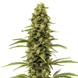 Early Skunk cola with thick bud structure and sticky resin glands.