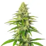 Early Skunk x Cinderella 99 cannabis plant with frosty buds and orange hairs.