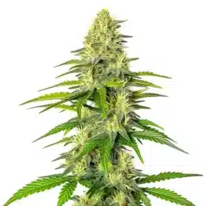 Early Skunk x Cinderella 99 cannabis plant with frosty buds and orange hairs.