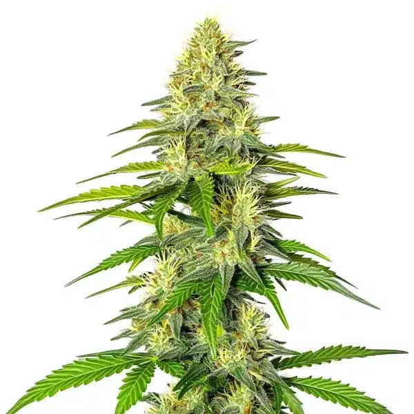 Early Skunk x Cinderella 99 cannabis plant with frosty buds and orange hairs.