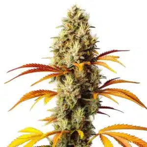 Early Skunk x Northern Lights with thick green buds and skunky aroma.