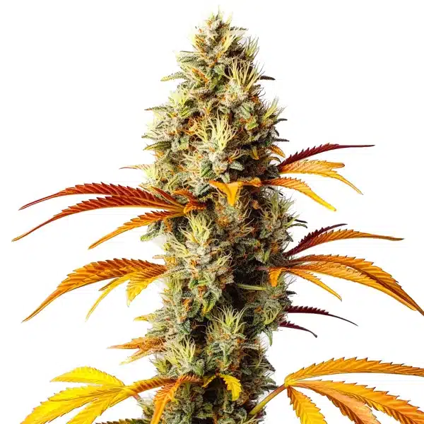 Early Skunk x Northern Lights with thick green buds and skunky aroma.