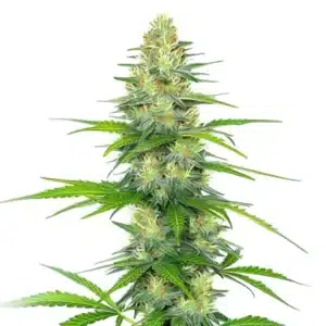 Early Skunk x Rosetta Stone plant with tall resinous buds and vibrant serrated green leaves.