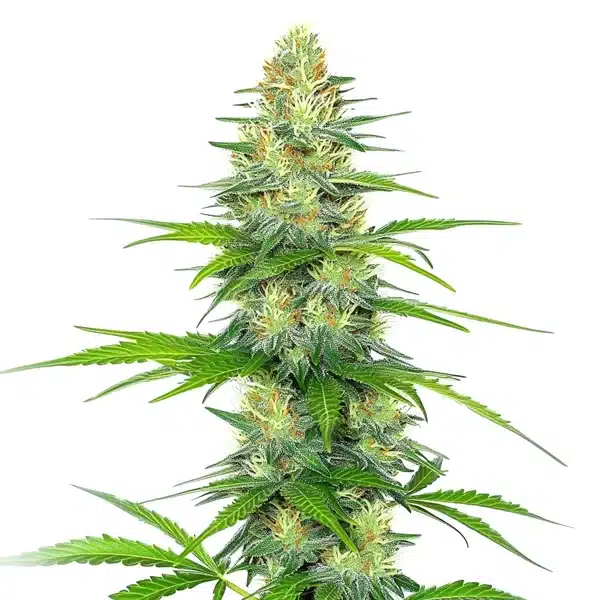 Early Skunk x Rosetta Stone plant with tall resinous buds and vibrant serrated green leaves.