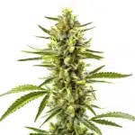 Exodus Cheese cannabis plant with dense, trichome-rich buds and a strong aroma.