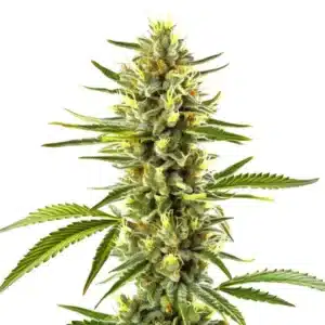 Exodus Cheese cannabis plant with dense, trichome-rich buds and a strong aroma.
