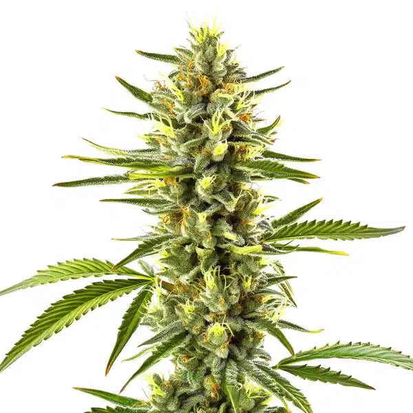 Exodus Cheese cannabis plant with dense, trichome-rich buds and a strong aroma.