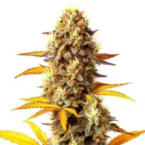 Fire OG cannabis flower with orange pistils, red-tipped leaves, and compact frosty buds