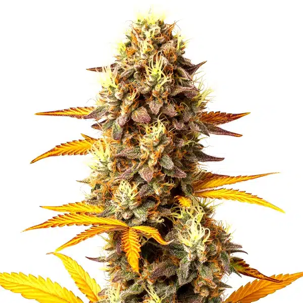 Fire OG cannabis flower with orange pistils, red-tipped leaves, and compact frosty buds