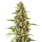 G13 cannabis strain with lush green buds covered in trichomes.