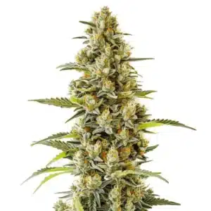 G13 cannabis strain with lush green buds covered in trichomes.