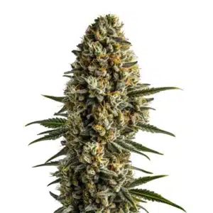 Girl Scout Cookies x Blue Head Band bud with purple tones and orange pistils.