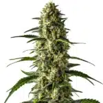 Girl Scout Cookies x Cheese cannabis flower with sticky dense trichome buds.